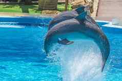 杂技跳跃海豚显示