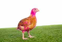 鸡小鸡母鸡粉红色的画的地盘草
