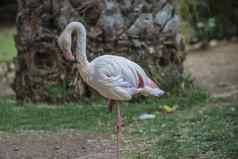 火烈鸟phoenicopterus