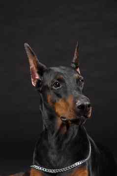 杜宾犬品肖像黑色的工作室拍摄女狗