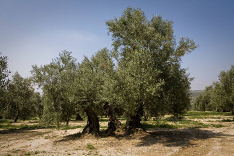 橄榄树picual各种哈恩西班牙