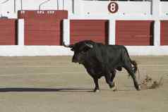 捕获数字勇敢的牛斗牛西班牙