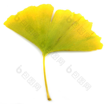 <strong>银杏</strong>biloba<strong>叶</strong>子