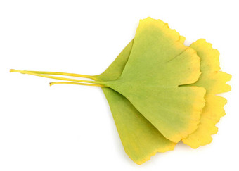 <strong>银杏</strong>biloba<strong>叶</strong>子