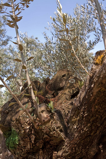 细节树干橄榄树几百年哈恩西班牙