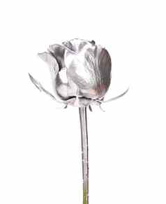 美丽的银玫瑰