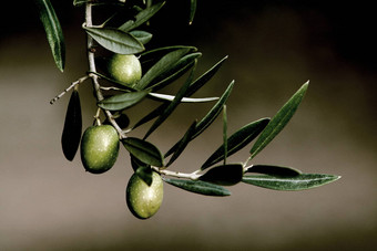 橄榄分支picual哈恩安达卢西亚西班牙