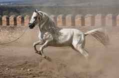 白色马纯品种西班牙语慢跑