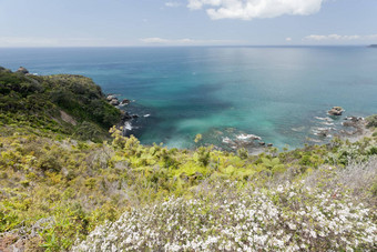 陶哈拉努伊半岛盛开的麦卢卡新西兰