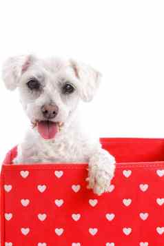 可爱的小狗狗红色的爱心盒子