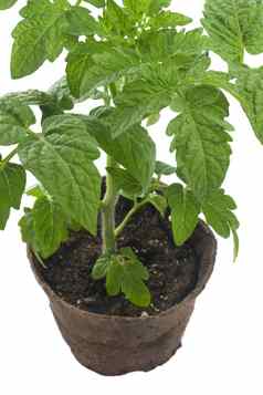 番茄植物可生物降解的泥炭罐