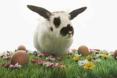 兔子兔子复活节鸡蛋人工草地孤立的白色背景