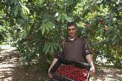 肖像中间岁的男人。携带篮子完整的新鲜收获樱桃