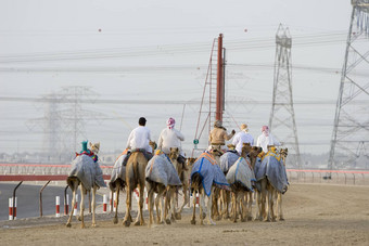 迪拜阿联酋骆驼骑师培训nad示巴女王骆驼赛马场日落