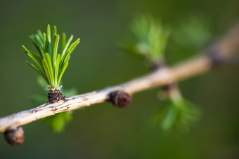 放松<strong>落叶</strong>松绿色植物特写镜头欧洲<strong>落叶</strong>松