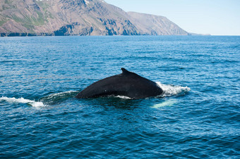 座头鲸鲸鱼好