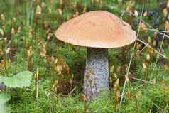 桦木蘑菇挪威林地