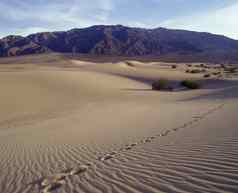 单跟踪脚步死亡谷国家公园mequite公寓沙子沙丘