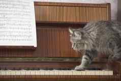 计划表音乐猫步进计划键