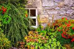 色彩斑斓的花园植物墙窗口背景