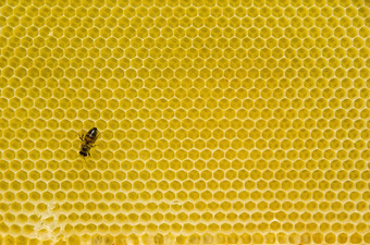 蜂窝模式蜜蜂