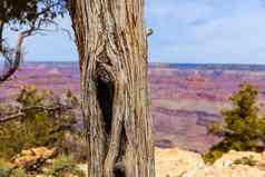 亚利桑那州大峡谷瞻博网络树树干纹理