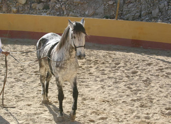 西班牙语种马