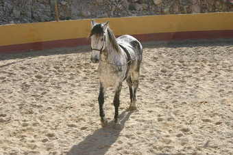 西班牙语种马