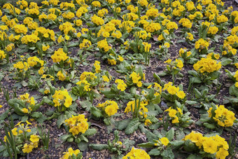 黄色的花伦敦公园