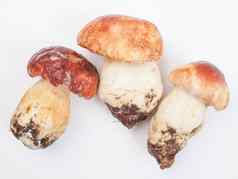 porcini蘑菇
