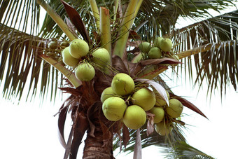 绿色椰子