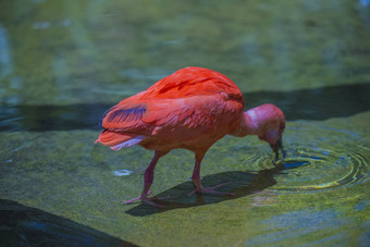 美丽的朱红色红色的鸟