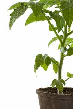 番茄植物可生物降解的泥炭罐