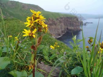 花海岸