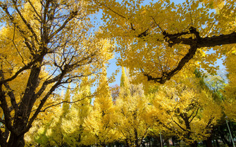 银杏树花园东京日本