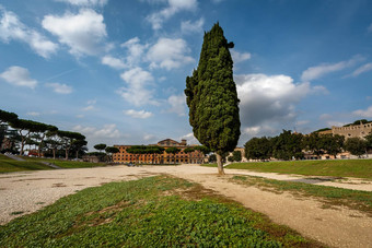 柏树树马戏团马克西姆斯古老的罗马体育场palat