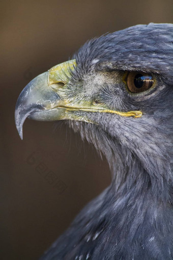 black-chestedbuzzard-eagle的头