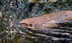 北美国海狸castor黄花野生动物游泳大坝