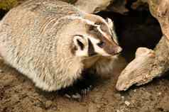 北美国短腿獾野生动物鼬科家庭