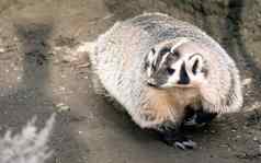 北美国短腿獾野生动物鼬科家庭