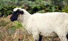 羊牧场牲畜农场动物放牧国内哺乳动物