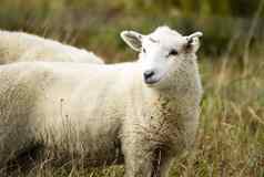 羊牧场牲畜农场动物放牧国内哺乳动物