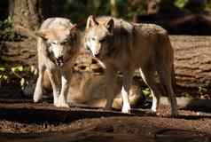 野生动物狼一对站玩北美国野生动物