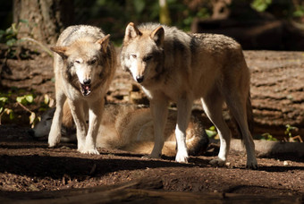 野生动物狼一对站玩北美国野生动物