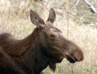 大牛驼鹿北部阿拉斯加野生动物野生动物肖像