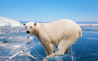 极地熊站冰块