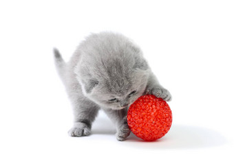 小猫玩球