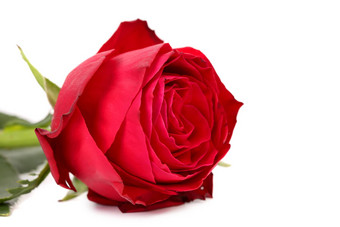 温柔的红色的玫瑰花