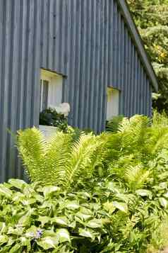 蕨类植物玉簪属草本植物小屋