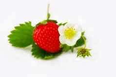 草莓花白色背景